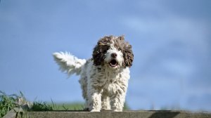 Ейск. Пропала Собака по кличке Дружок.