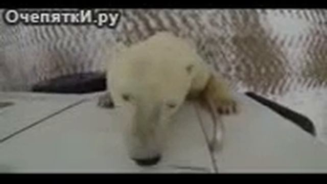 ***белый медведь пришел аознакомится*** смотреть онлайн