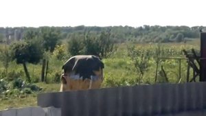 Колонна военной техники едет на границу (Валуйки)