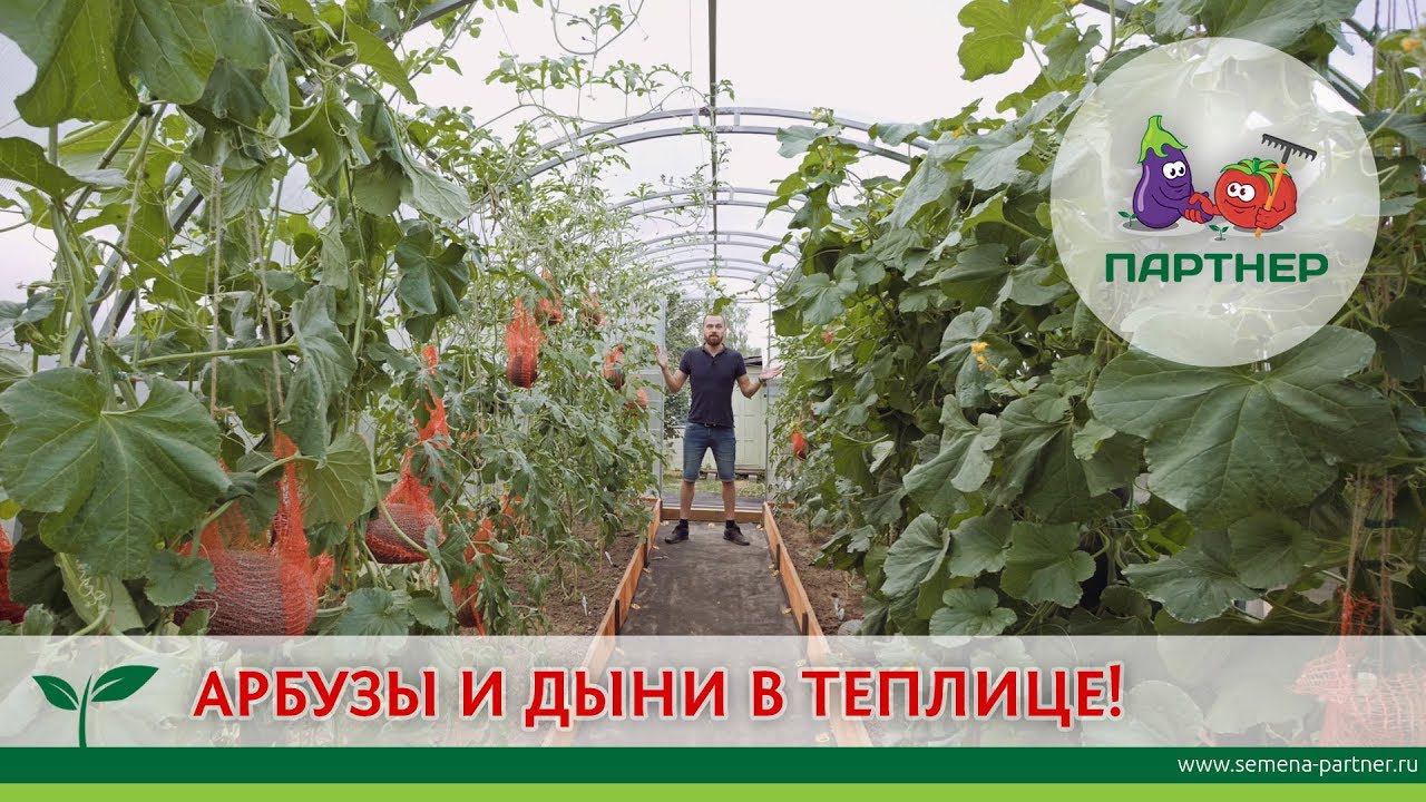 АРБУЗЫ И ДЫНИ В ТЕПЛИЦЕ