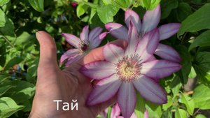 ВСЕГДА 100% ЗИМОВКА КЛЕМАТИСОВ | Как ПРАВИЛЬНО УКРЫТЬ клематисы на зиму. МОЙ способ укрытия!