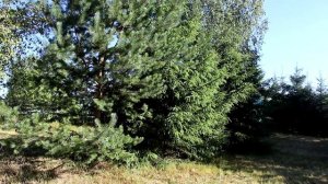 Тверская область. Ширково 2020.