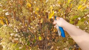 Осенняя обрезка метельчатой гортензии