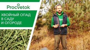 ХВОЙНЫЙ ОПАД: как применять в огороде? Мульчирование хвоей.