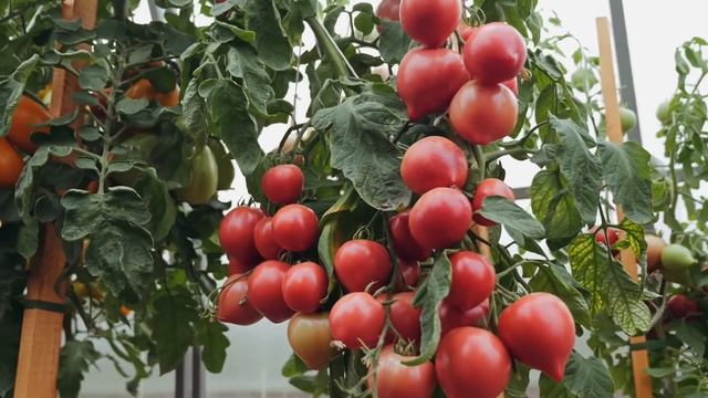 ПЕРЕДОВЫЕ НОВИНКИ ТОМАТА ОТ БЛОКИНА-МЕЧТАЛИНА