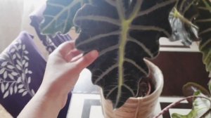 алоказия жаклин,алоказия полли цветет