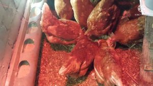 Овсяные хлопья для кур (будут есть или нет)