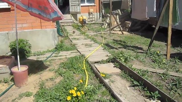 Шоколадный чихуахуа МИКРО  МАЛЬЧИК