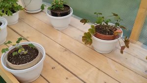 #596.Уход за кустами пеларгонии после обрезки. Цветение новеньких!