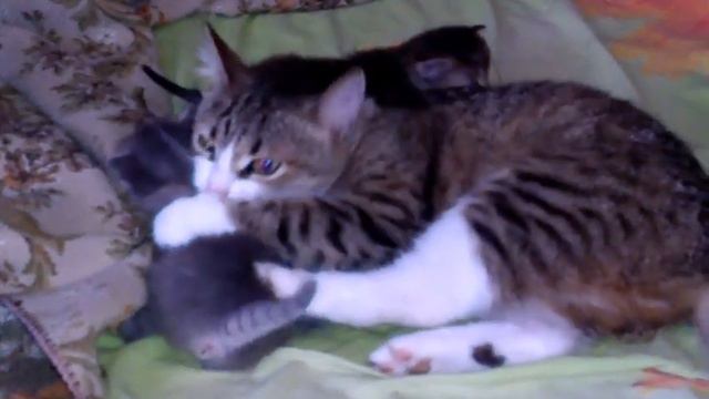 Откуда кошки??? смотреть онлайн