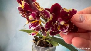 Phal. Brother Sara Gold × Sun Raise Red Proletariat ❤️ Первое цветение азиатской восковой орхидеи
