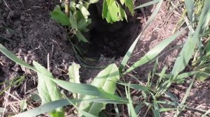 Установка крючка на крота