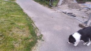 Отношения собак и котов или как Бордер-колли Шанти уживается с кошками