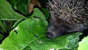 Бешеный еж