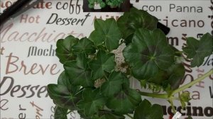 Обрезка и укоренение пеларгонии Royal Black Rose. Выпуск от 22.03.23