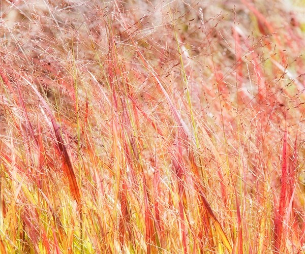 Ольга Сергеева "А мы просо сеяли..." смотреть онлайн