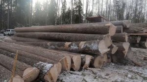 Заготовка строевого леса