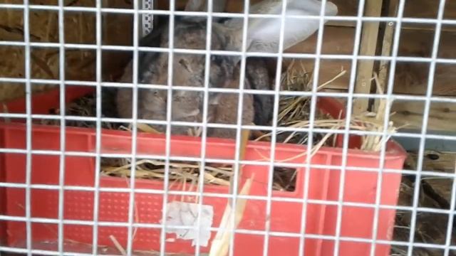 крольчиха неудачно окролилась ♡ смотреть онлайн