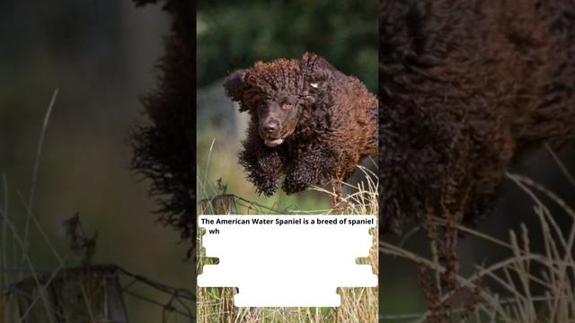 #shorts American Water Spaniel