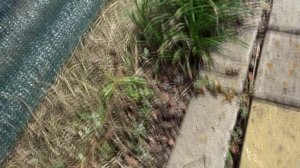 КАК Я ЖИВУ С СОРНЯКАМИ БЕЗ МОТЫГИ И ТЯПКИ