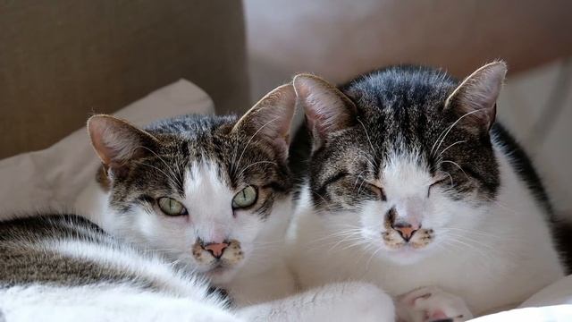 Успокаивающее мурлыканье кошек для Вас и Вашего питомца/Soothing cats purr for you and your pet смотреть онлайн