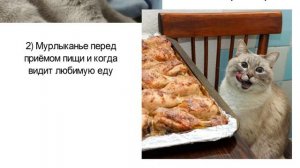 Почему мурлыкают кошки? Откуда берётся звук мурчания и для чего он необходим кошкам и котам?