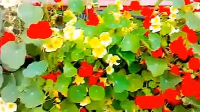 цветущая Настурция