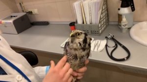 Что делать, если вы нашли больную птицу и хотите ей помочь? Ветеринарный осмотр птиц. Часть 1