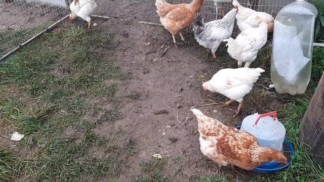 Еще привыкают к свободе! #курынесушки #chick #куры #петухи #молодняк смотреть онлайн