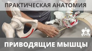 ПРИВОДЯЩИЕ МЫШЦЫ БЕДРА + Гребенчатая и тонкая. Анатомия, пальпация, функции.