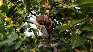 Осматриваю свои груши.Созревание Монзаны,2021.