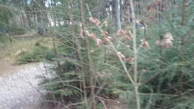 Landseer 18 weeks - 32 kg смотреть онлайн