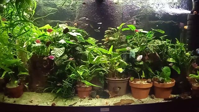 JUWEL VISION 260. смотреть онлайн