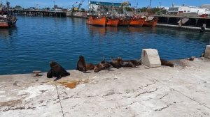 Мар-дель-Плата "Тюлений отдых" ! Морские котики нежатся на солнышке на радость туристам! Аргентина.