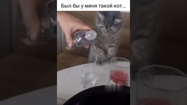 Был бы у меня такой кот #рутюб