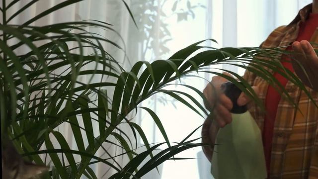 ХАМЕДОРЕЯ Будет Расти Как Бешеная! Секреты По Уходу За БАМБУКОВОЙ ПАЛЬМОЙ