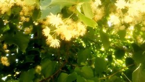 Медонос ЛИПА. Дерево, которое любят пчёлы