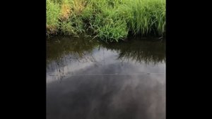 Ловля подлещика сетью. Под Спб