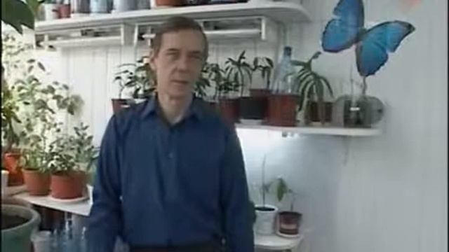 Урожай  Цитрусовые.Промывка грунта от лишних солей