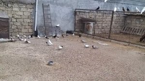 Бакинские и Николаевские голуби у Бабы в Баку.