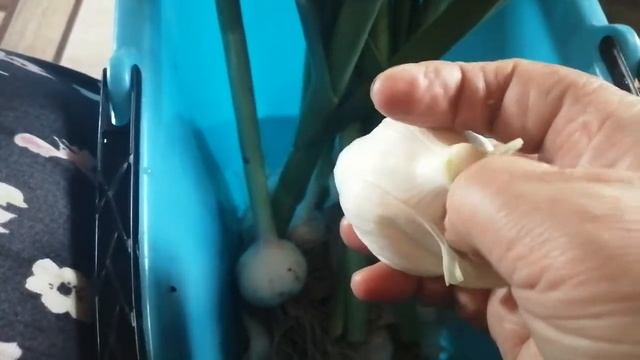 Народная примета, проверим.