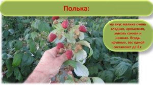 ТОП 5 сортов сладкой малины