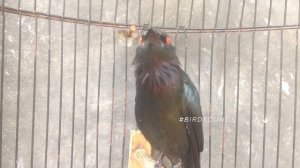 Asian glossy starling Sounds (Aplonis panayensis)