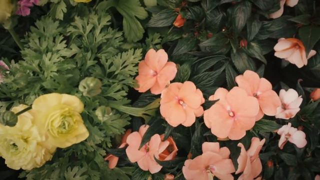 TANAMAN BUNGA CANTIK || KUMPULAN BUNGA CANTIK || MACAM MACAM JENIS BUNGA || BUNGA TERINDAH DIDUNIA смотреть онлайн