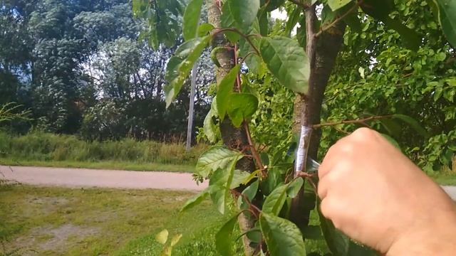 Прививка черешни на сливу, летняя окулировка глазком, способ убрать сливу которая не плодоносит смотреть онлайн
