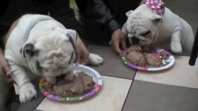 English Bulldog's 1st Birthday смотреть онлайн