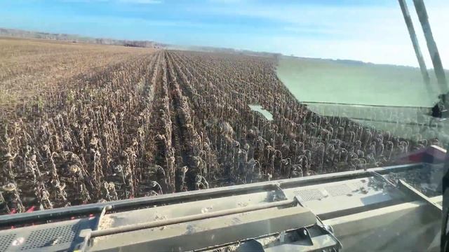 Ростсельмаш 161 с безрядковой жаткой Sun Stream 920 (подсолнечник) смотреть онлайн