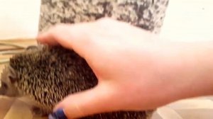 Как фыркает ёжик | Talking hedgehog