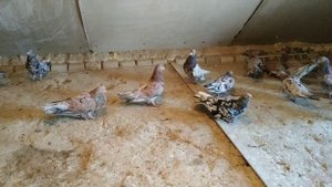 Мои племенные мраморные бакинские голуби по линии Павла Аббакумова!