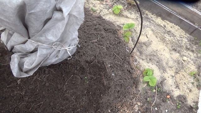 Укрываю гортензию на зиму.